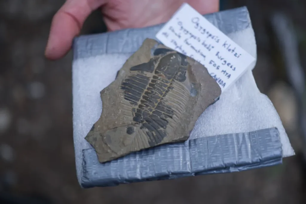 Wonderful Life by Stephen Jay Gould book summary and review fossil 1