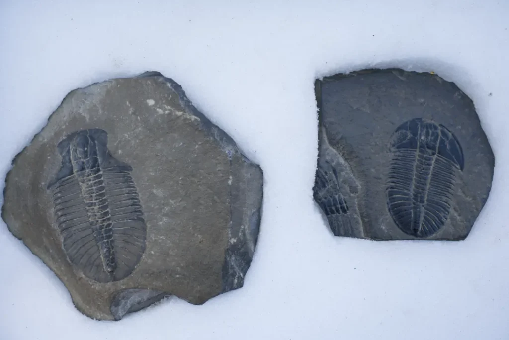 Wonderful Life by Stephen Jay Gould book summary and review fossil 2