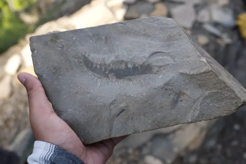 Wonderful Life by Stephen Jay Gould book summary and review fossil 3