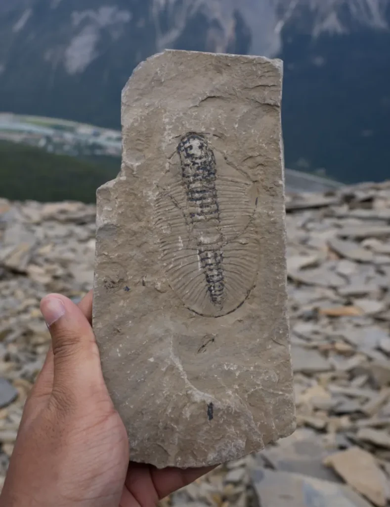 Wonderful Life by Stephen Jay Gould book summary and review fossil 5