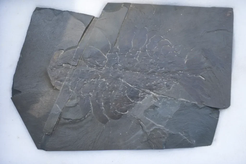 Wonderful Life by Stephen Jay Gould book summary and review fossil 6