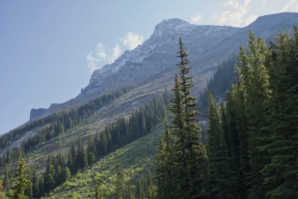 Wonderful Life by Stephen Jay Gould book summary and review hike midpoint