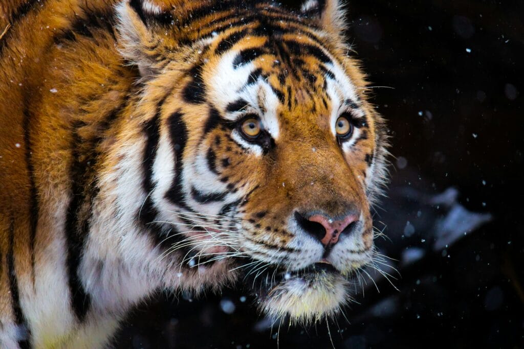 The Tiger by John Vaillant summary and review amur tiger