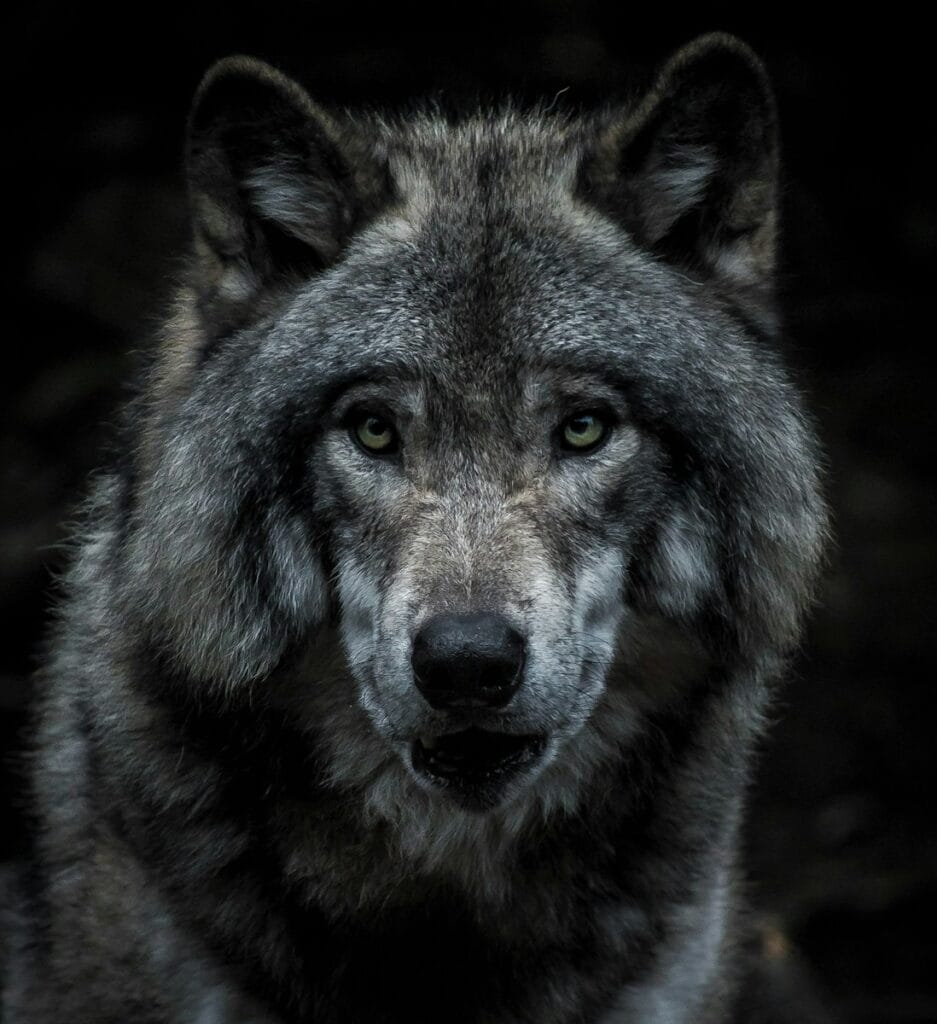 the wolf by david mech photo