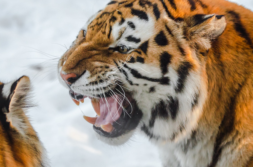 Amur Tiger ROAR