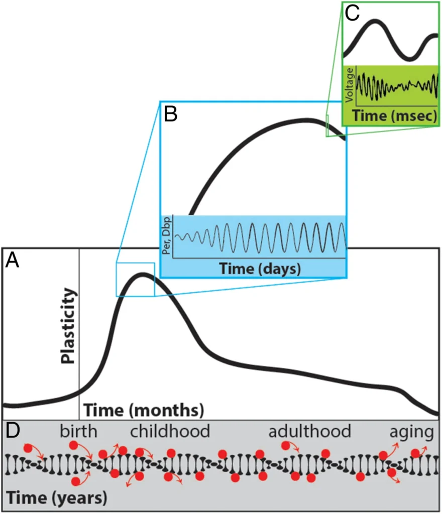 nature versus nurture plasticiy changes over time