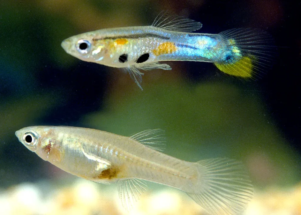 Male and female Trinidadian guppies, illustrating the fish behind the What Kind of Guppy Are You story.